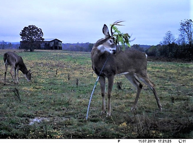 BuckStik w/ 3 pack of Glands