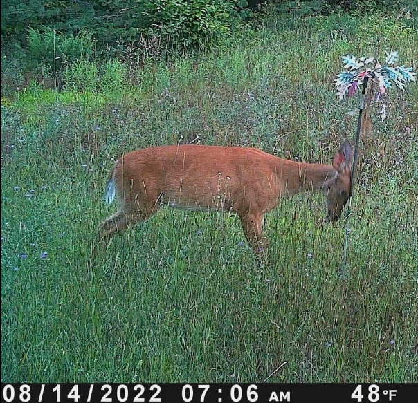 BuckStik w/ 3 pack of Glands