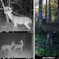Load image into Gallery viewer, BuckVine w/ 3 Pack of Glands
