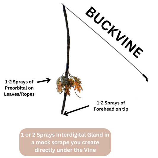 BuckVine w/ 3 Pack of Glands